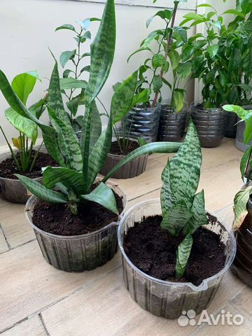 Комнатные растения