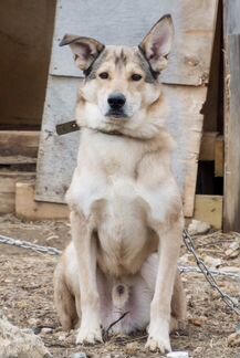 Шарик ищет дом