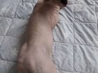Канадский сфинкс кошка вязка