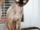 Кошка Девон-Рекс взрослая объявление продам