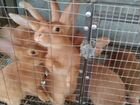 Кролики бургундские