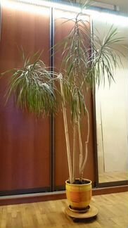 Драцена, высокое возрастное растение