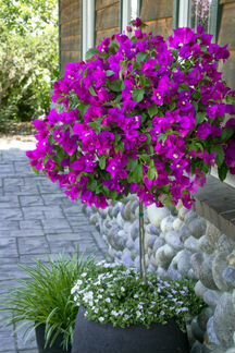 Bougainvillea ‘New Violet’ - редкий сорт