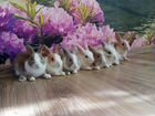 Карликовые декоративные кролики объявление продам