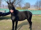 Кабардинская лошадь объявление продам