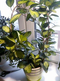 Хойя Австрализ Лиза