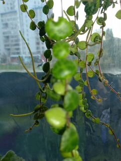 Пеперомия мелколистная