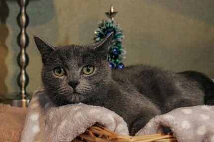 Тая и Фея. Котята в дар