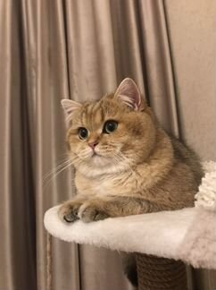 Британская золотая шиншилла кот приглашает на вязк