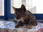 Бенгальская кошка ищет дом объявление продам