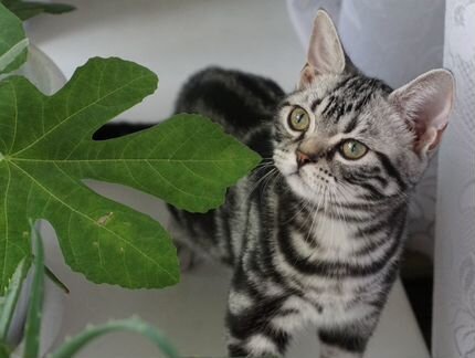Американская короткошерстная кошка