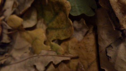 Дубовый опад