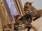 Бенгальские котята, продаются