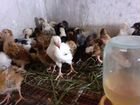 Домашние подрошенные цыплята от0до3мес