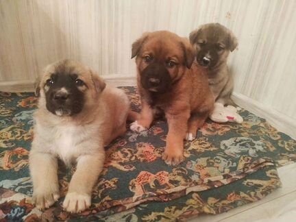 Щенки-богатыри в добрые руки