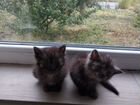 Маленькие сибирские котятки ищут любящих хозяев