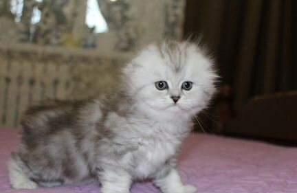 Котята породы хайленд фолд