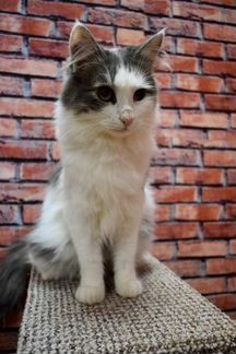 Котик Винни 1,5 года