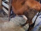 Корова и телка объявление продам