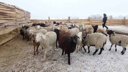 Инвестиции в овцеводческую ферму