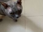 Кошка С помесью сфинкса
