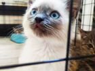 Котёнок девочка с голубыми глазками объявление продам