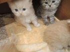Кошки в добрые руки бесплатно персидские объявление продам