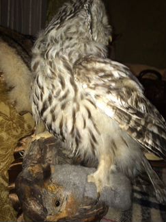 Искусственное чучело Сова с белкой