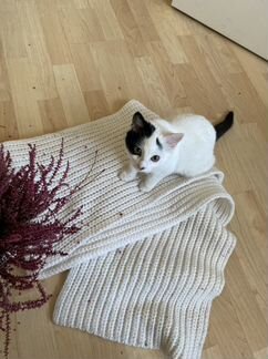 Котенок Снежа ищет дом