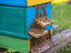 Пчелы среднерусской породы объявление продам