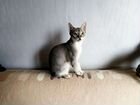 Молодой сингапурский котик объявление продам