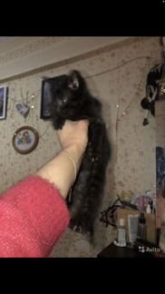 Котята в добрые руки бесплатно