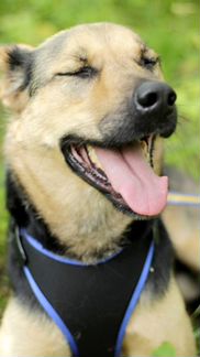 Собака в дар в добрые руки