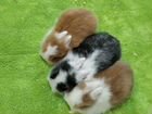 Крольчата с белыми ушками объявление продам