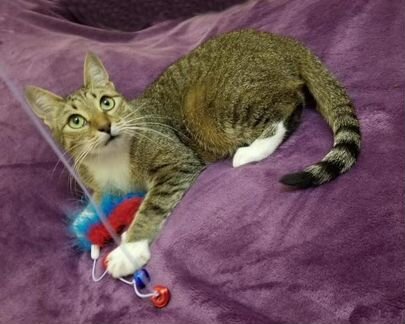 Очень ласковая и умная кошка Даффи ищет дом