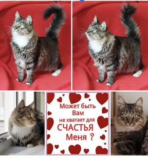 Кошка с хорошим характером