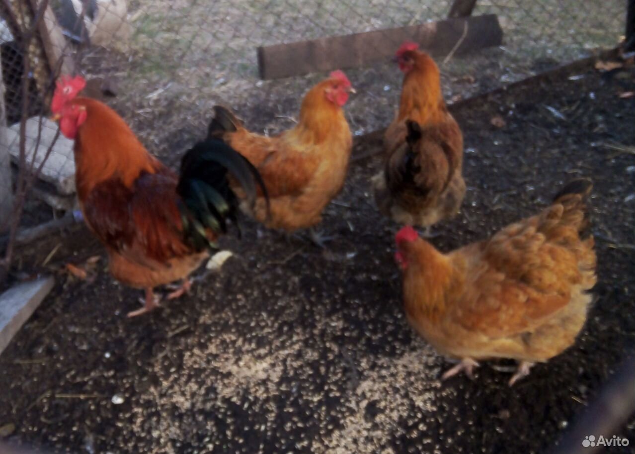 Chickens