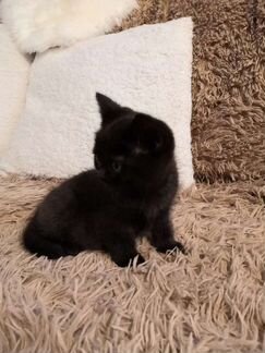 Британский котёнок