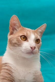 Абрикосовый котик ищет дом