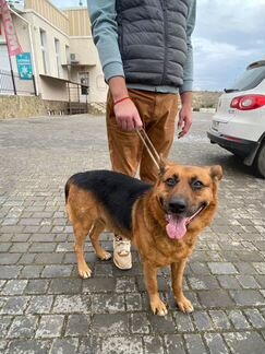 Найдена собака в районе «Добростроя»