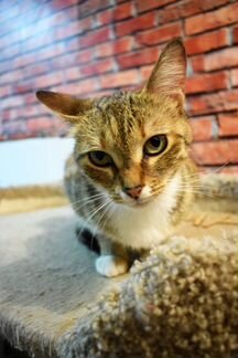 Кошечка Люсьен 1,5 года