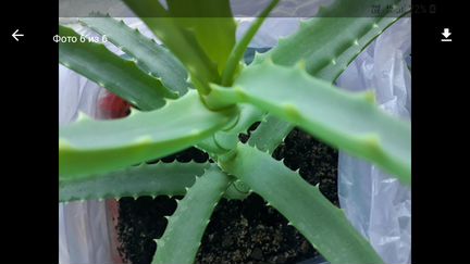 Алое- столетник