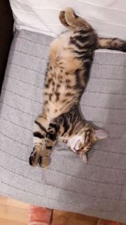 Кошечка