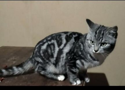 Кошка