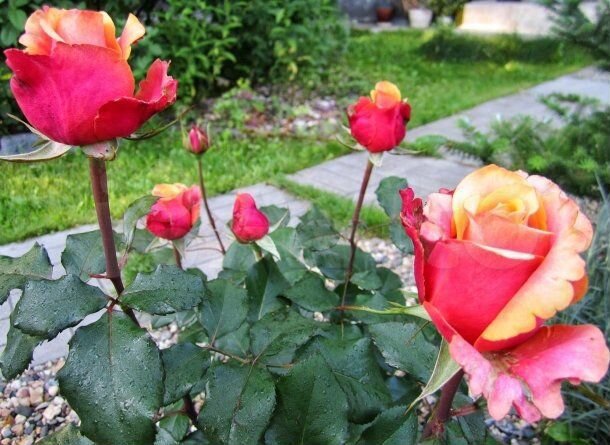 Роза бренди фото и описание отзывы