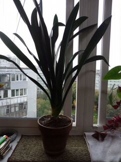 Кливия, комнатный цветок