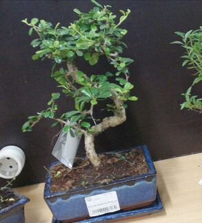 Бонсай Кармона