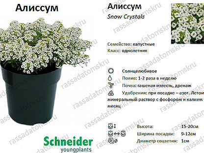Схема посадки алиссума в грунт