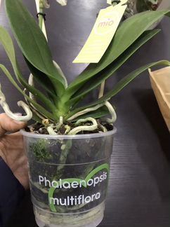 Фаленопсис мультифлора Беллинциона бабочка