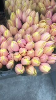 Тюльпаны сорт манго шарм